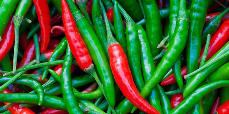 ভারত থেকে ৫৯৩ টন কাঁচামরিচ আমদানি