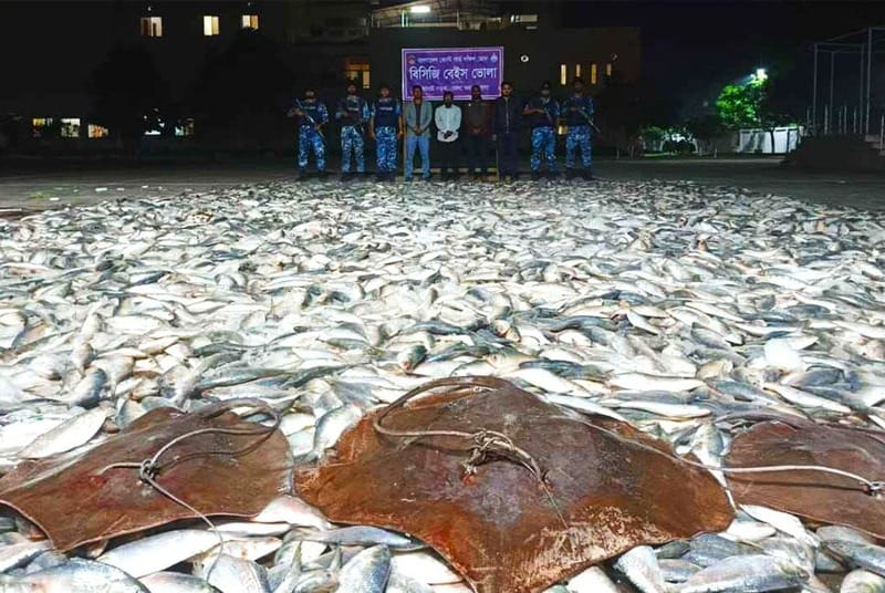 বিপুল পরিমানে জাটকা ও শাপলাপাতা মাছ জব্দ