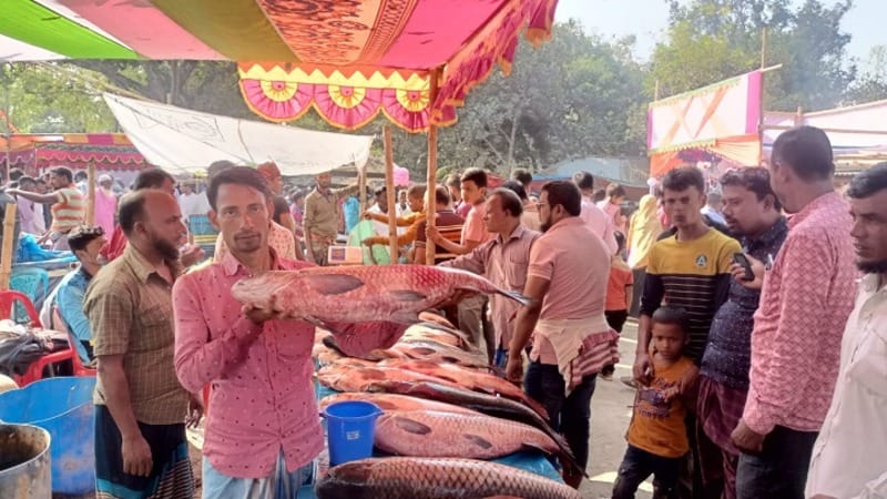 বগুড়ায় নবান্নের মেলায় মাছ কিনতে জামাইদের প্রতিযোগিতা