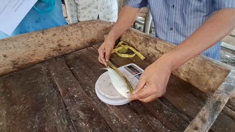 ডিম ছাড়ার পরের ইলিশ নিয়ে চলছে গবেষণা কার্যক্রম