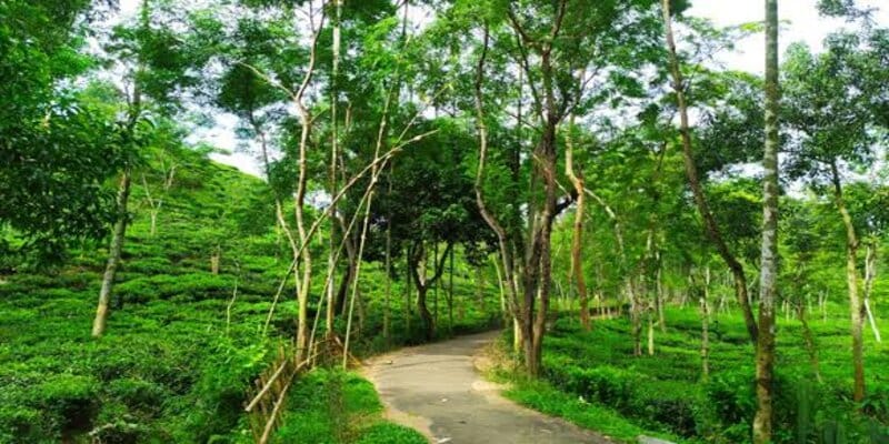ঘুরে আসুন সিলেট ও শ্রীমঙ্গল