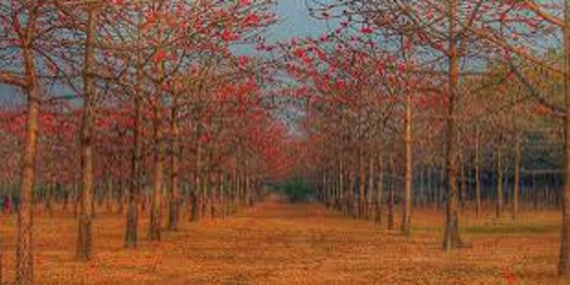 রক্তিম রূপ ধারণ করেছে যাদুকাটা তীরের শিমুল বাগান