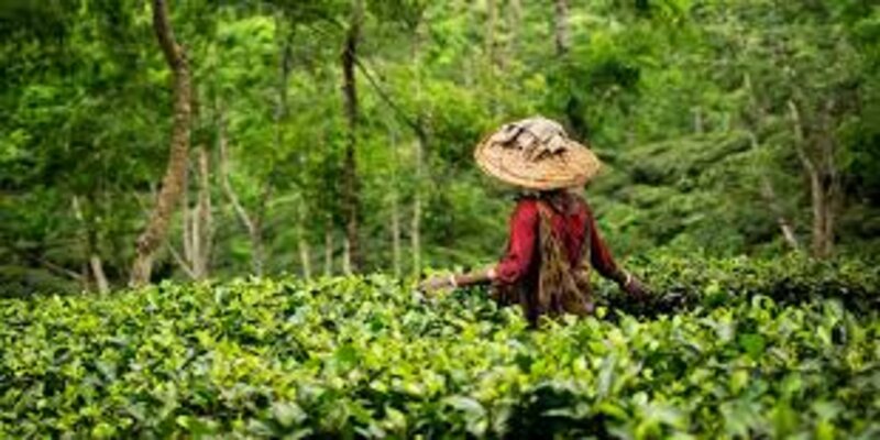 সিলেটে মালিনীছড়া চা বাগান ভ্রমণ করুন