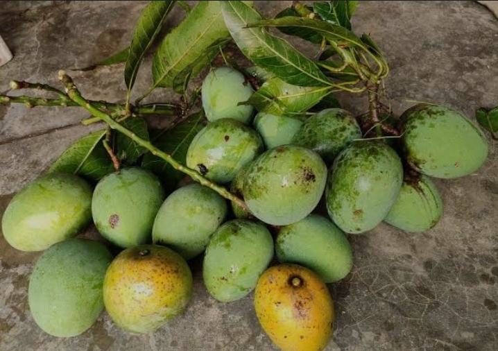 কাতারে হবে বাংলাদেশি আম উৎসব