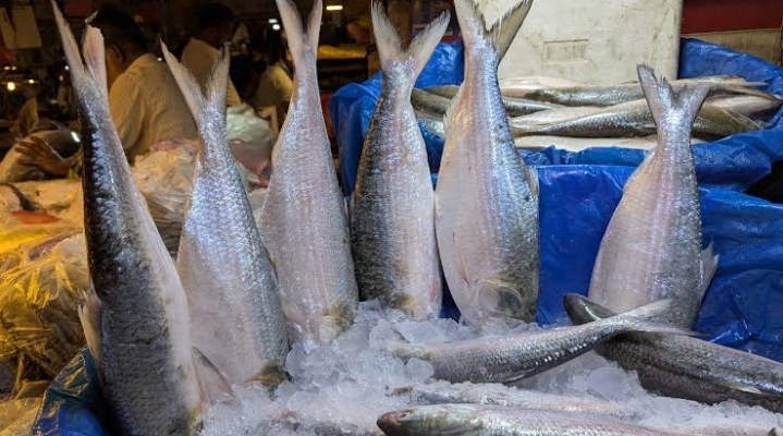 বৈশাখের এক ইলিশের দাম ৯ হাজার টাকা