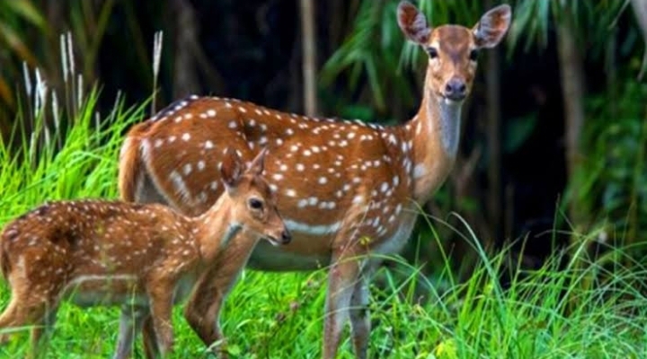 সুন্দরবনের কচিখালি এখন হরিণ পাচারের নিরাপদ রুট