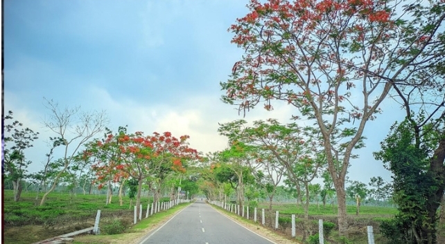 শ্রীমঙ্গলে বসেছে নানান ফুলের মেলা,মুগ্ধতা ছড়াচ্ছে ফুলের সৌন্দর্য