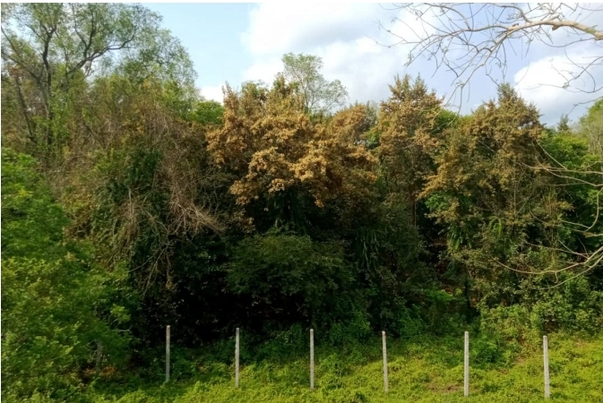 সুন্দরী ফুলের গন্ধে মৌ-মৌ করছে  সুন্দরবন