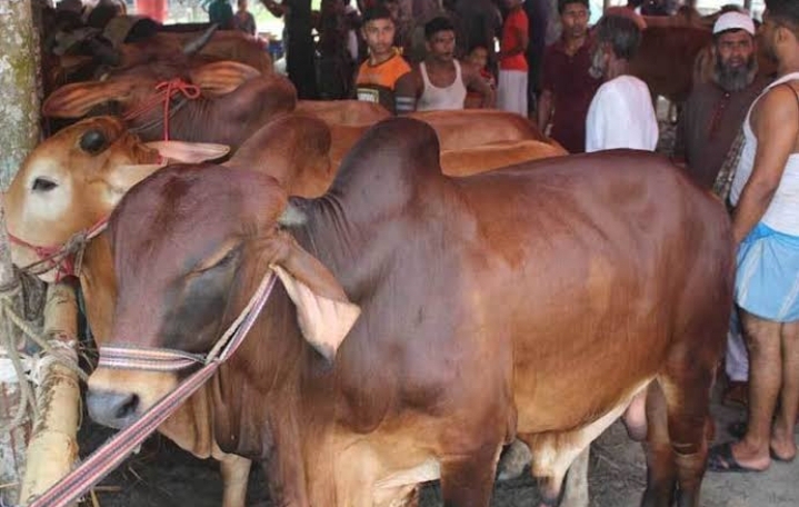 ঢাকার উত্তর-দক্ষিন মিলিয়ে বসছে ১৯টি কোরবানির পশুর হাট