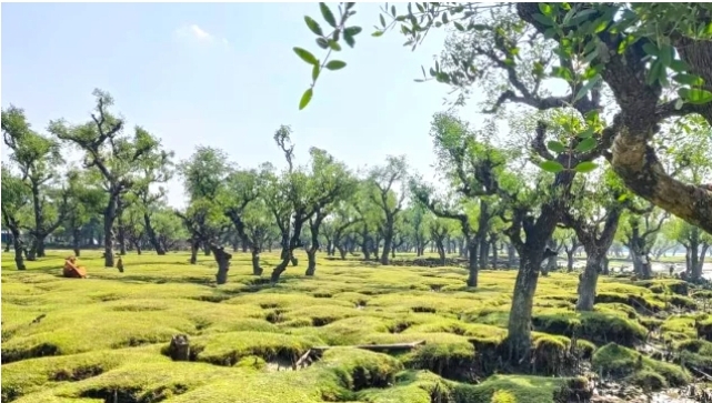 অপার সম্ভাবনার এক পর্যটন খাত ‘নিদ্রার চর’