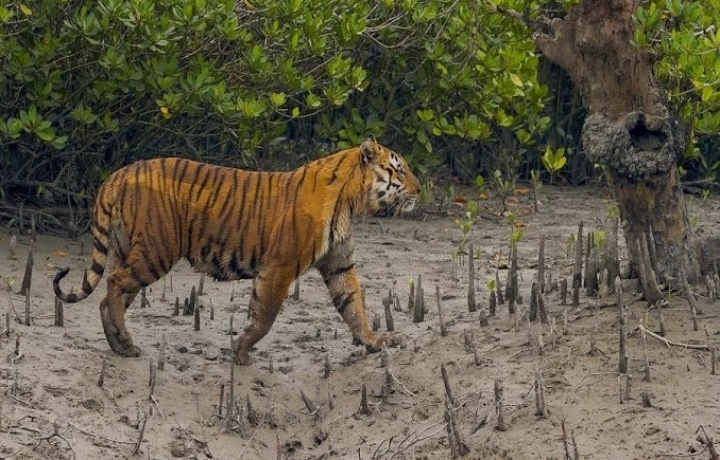 ঘুরে আসতে পারেন খুলনা জেলার যে সকল দর্শনীয় স্থান