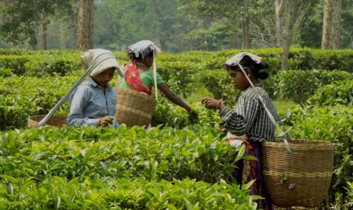 বৃষ্টিতে চা বাগানে প্রাণ ফিরেছে,পাতার উৎপাদন কম