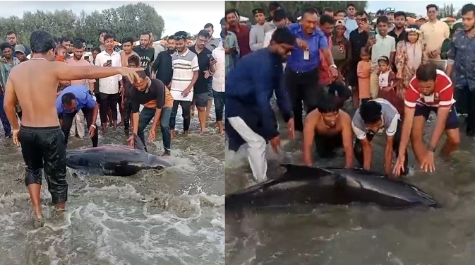 ইরাবতী ডলফিন ভেসে এলো ইনানী সৈকতে
