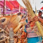 ঈদুল আজহায় রাজধানীতে ২৬টি পশুর হাট বসছে