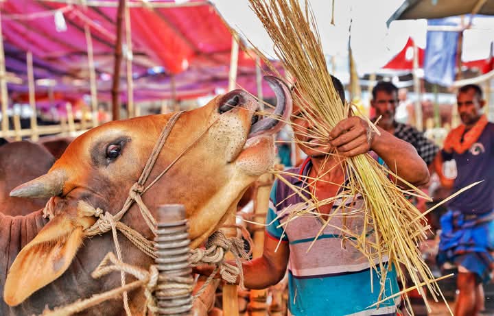 আ’লীগ নেতাদের পালিয়ে থাকার প্রভাব দেখা দিচ্ছে কোরবানির পশুর হাটে