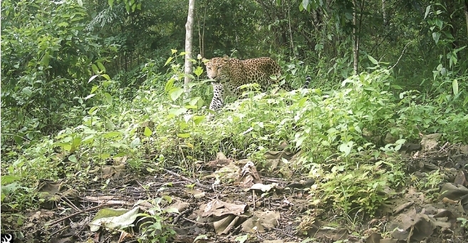 বান্দরবানে ক্যামেরার ফাঁদে ধরা পড়ল চিতাবাঘ, পর্যটনে নতুন আগ্রহ
