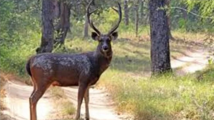 কর্ণফুলী নদী থেকে উদ্ধার হওয়া বিরল সাম্বার হরিণের মৃত্যু, পর্যটন প্রেমীদের মন খারাপ