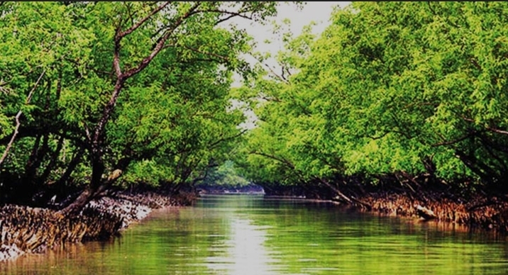 সুন্দরবন এখন পর্যটনশূন্য: জীববৈচিত্র্য রক্ষায় মৌসুমি নিষেধাজ্ঞা কার্যকর