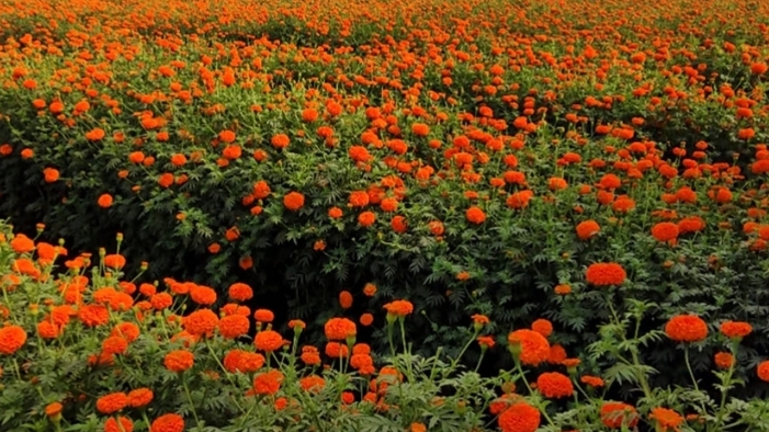 নারায়ণগঞ্জের সাবদি: ফুলের গ্রামে রঙের মহোৎসব