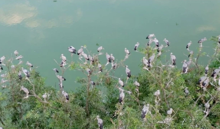 চলনবিলে অতিথি পাখির আগমন: প্রকৃতির রঙে ভরে উঠেছে সিরাজগঞ্জ