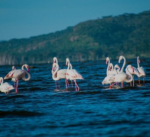 লেক নাকুরু: যেখানে আকাশ আর পানি মিশে যায় গোলাপি এক স্বপ্নভূমিতে