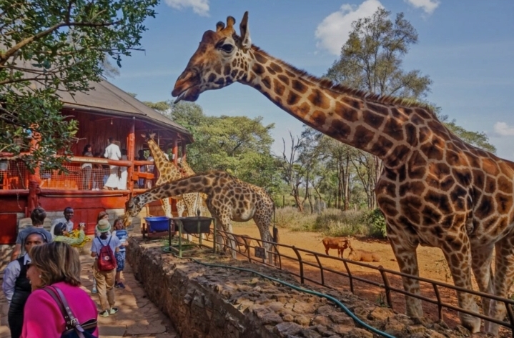 নাইরোবিতে ইতিহাস আর জিরাফের রাজ্যে একদিন