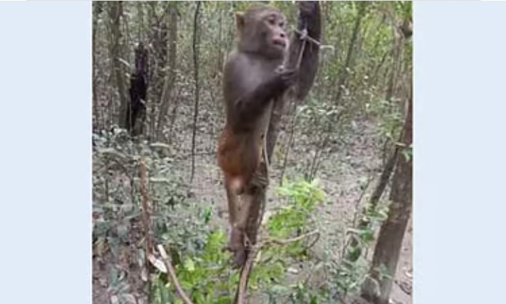 সুন্দরবনে চোরাশিকারিদের ফাঁদে আটকে আহত বানর, বনকর্মীদের উদ্যোগে প্রাণ ফিরে পেল