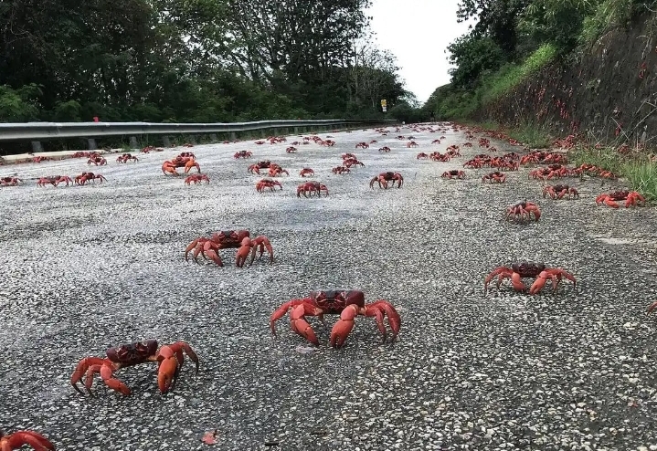 অস্ট্রেলিয়ার ক্রিসমাস দ্বীপে শুরু হয়েছে লাখো লাল কাঁকড়ার বিস্ময়কর অভিবাসন