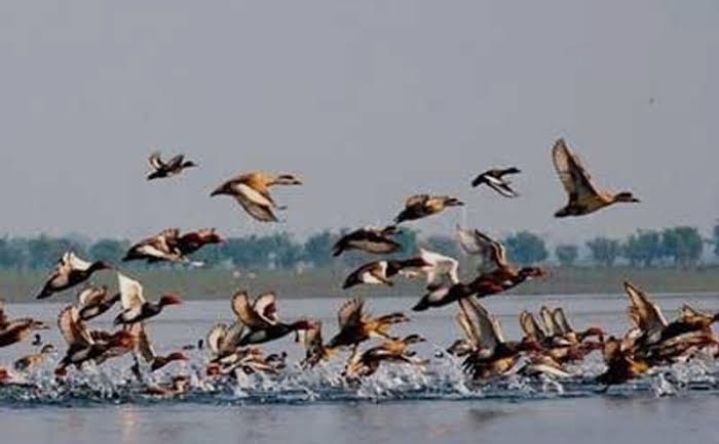 উত্তরাঞ্চলে পরিযায়ী পাখির ঢল: জীববৈচিত্র্য রক্ষা ও ইকোট্যুরিজমে নতুন সম্ভাবনা
