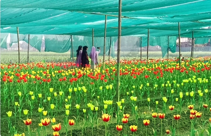 তেঁতুলিয়ায় টিউলিপের রঙিন বিপ্লব: সীমান্ত জনপদে কৃষি ও পর্যটনের নতুন সম্ভাবনা