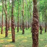 ছুটির দিনে সন্তোষপুর: বানরের সঙ্গে অভূতপূর্ব মিলন ও প্রকৃতির অপরূপ সান্নিধ্য