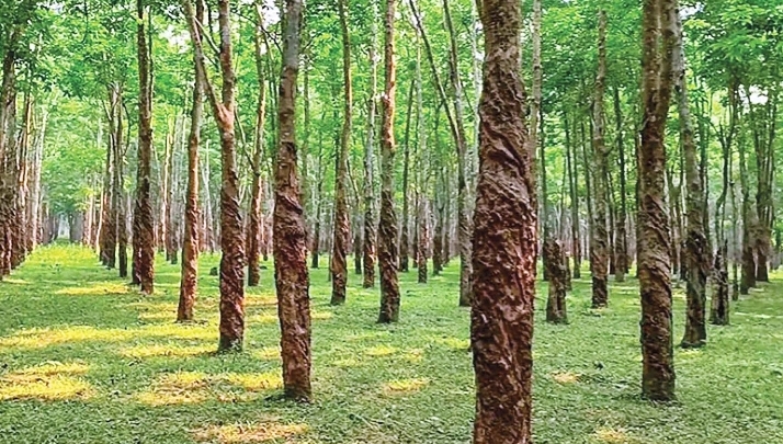 ছুটির দিনে সন্তোষপুর: বানরের সঙ্গে অভূতপূর্ব মিলন ও প্রকৃতির অপরূপ সান্নিধ্য