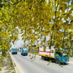 মহাসড়কের বুকে বৈশাখী রঙ: সোনালুর হলুদে বদলে গেছে কুমিল্লার পথচিত্র