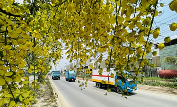 মহাসড়কের বুকে বৈশাখী রঙ: সোনালুর হলুদে বদলে গেছে কুমিল্লার পথচিত্র